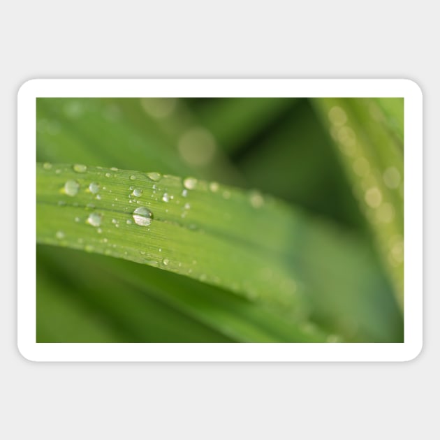 Droplets on a leaf Sticker by josefpittner